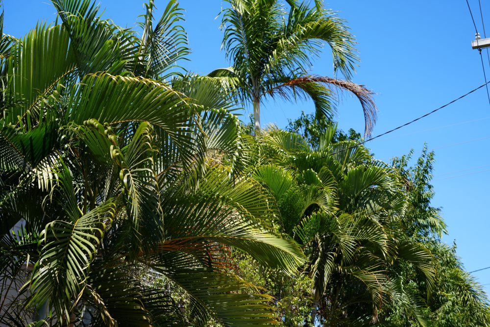 Service wire near palms