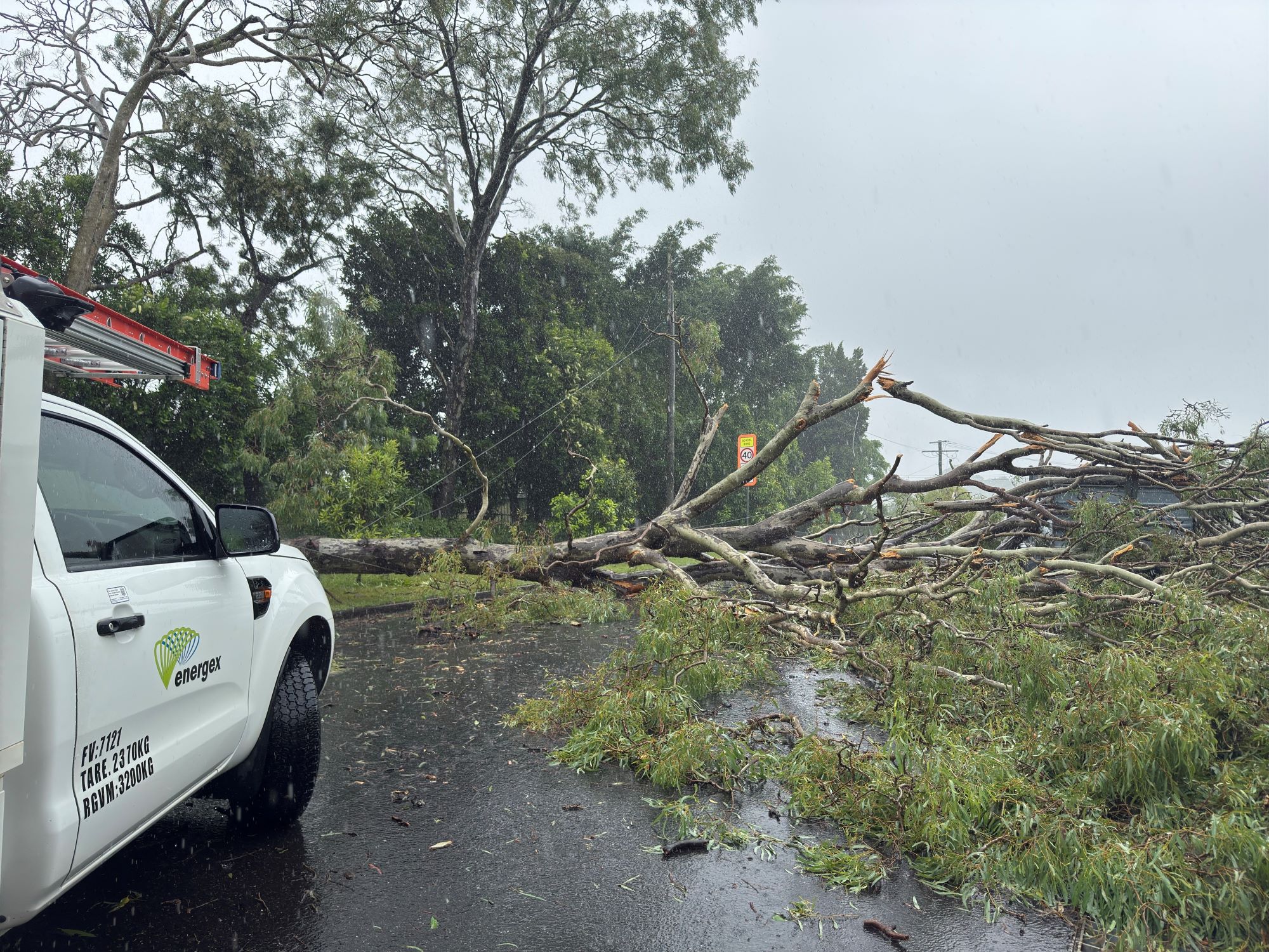 Fallen tree on road across powerlines in the rain