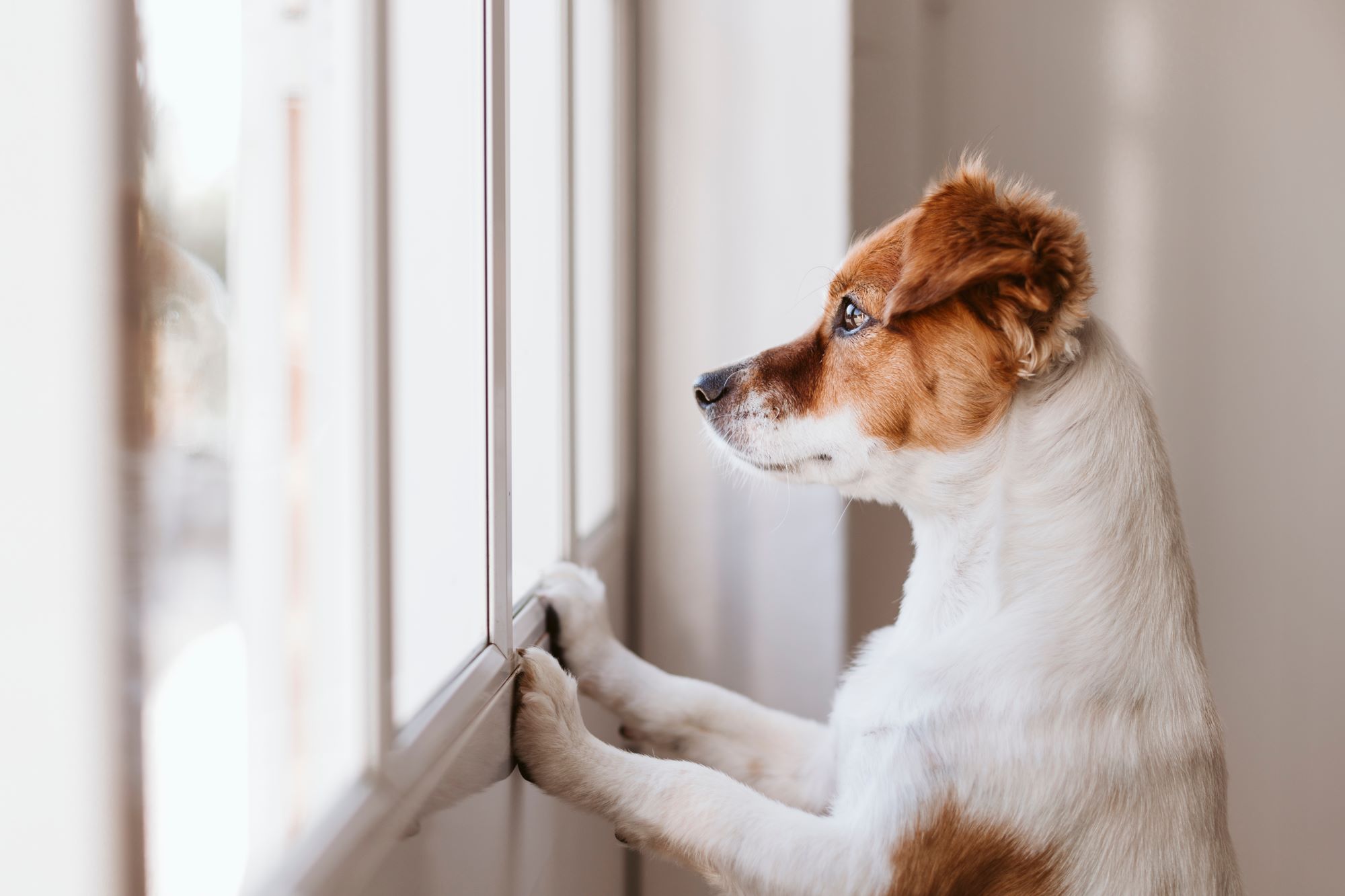 Dog at window