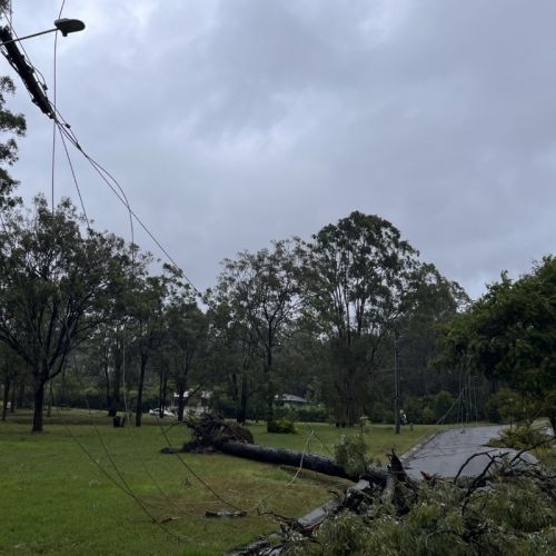 Trees across powerlines at Ormeau
