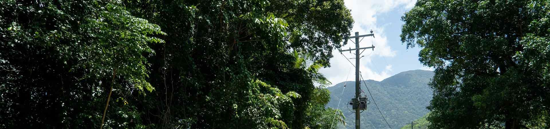 Trees growing through powerlines