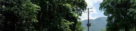 Trees & powerlines | Energex