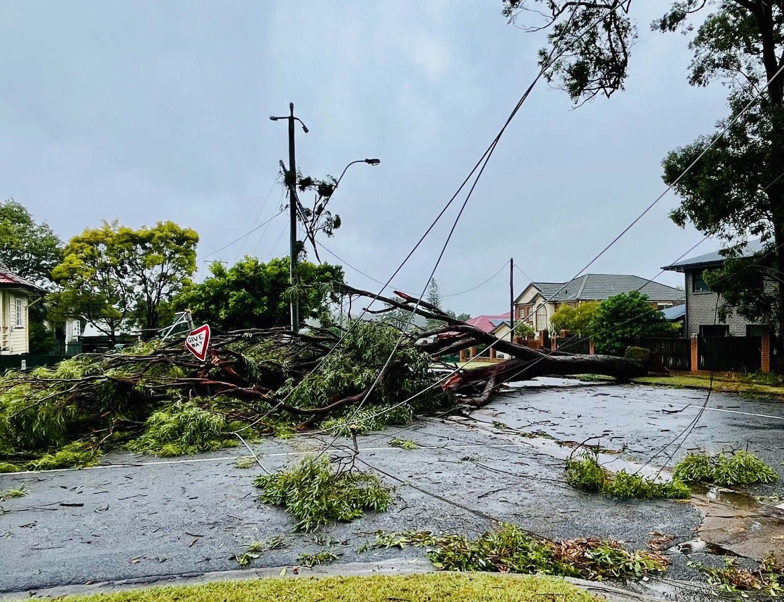 Fallen trees across powerlines on a road