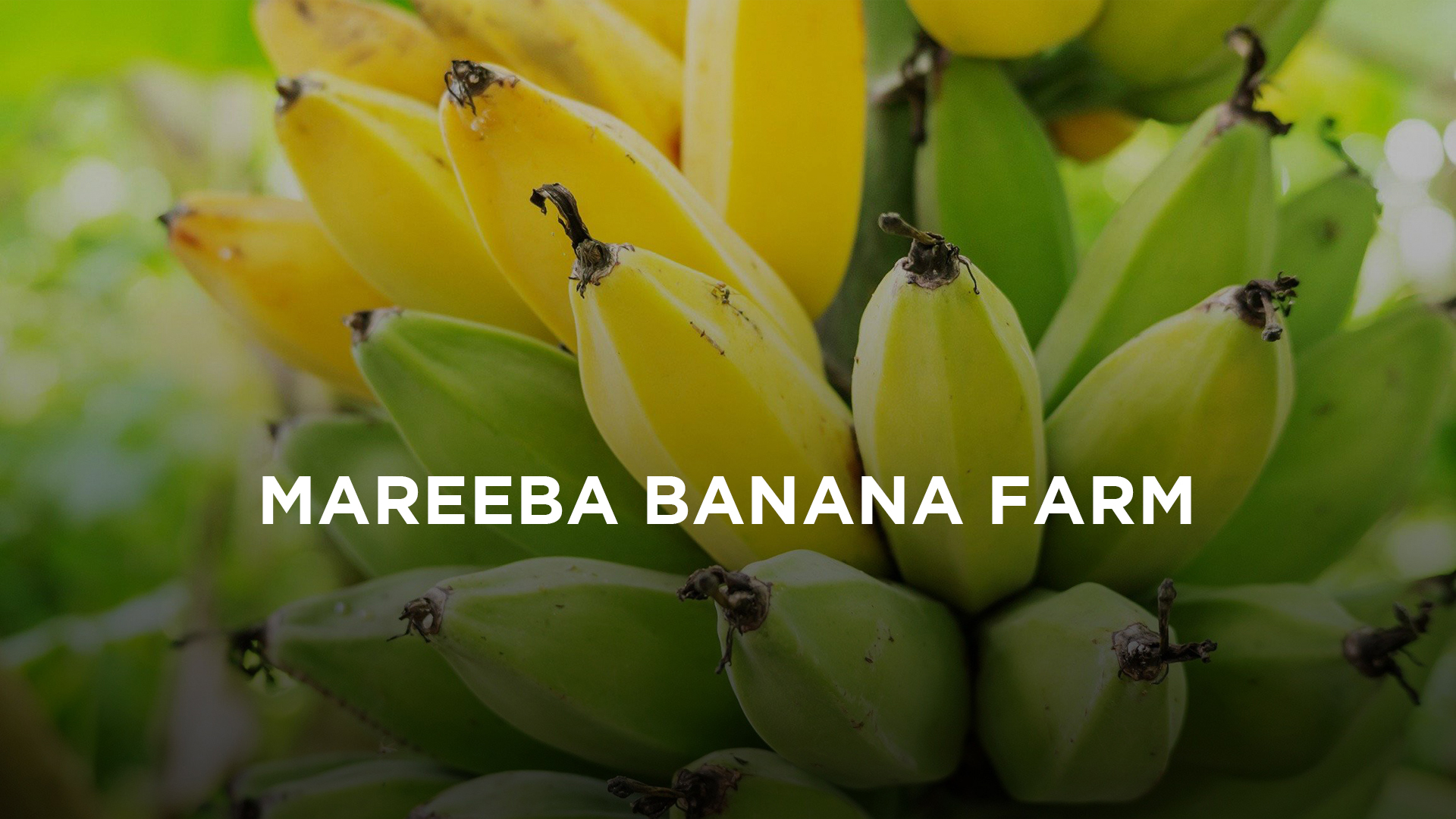 Banana background with Mareeba Banana Farm written over the top