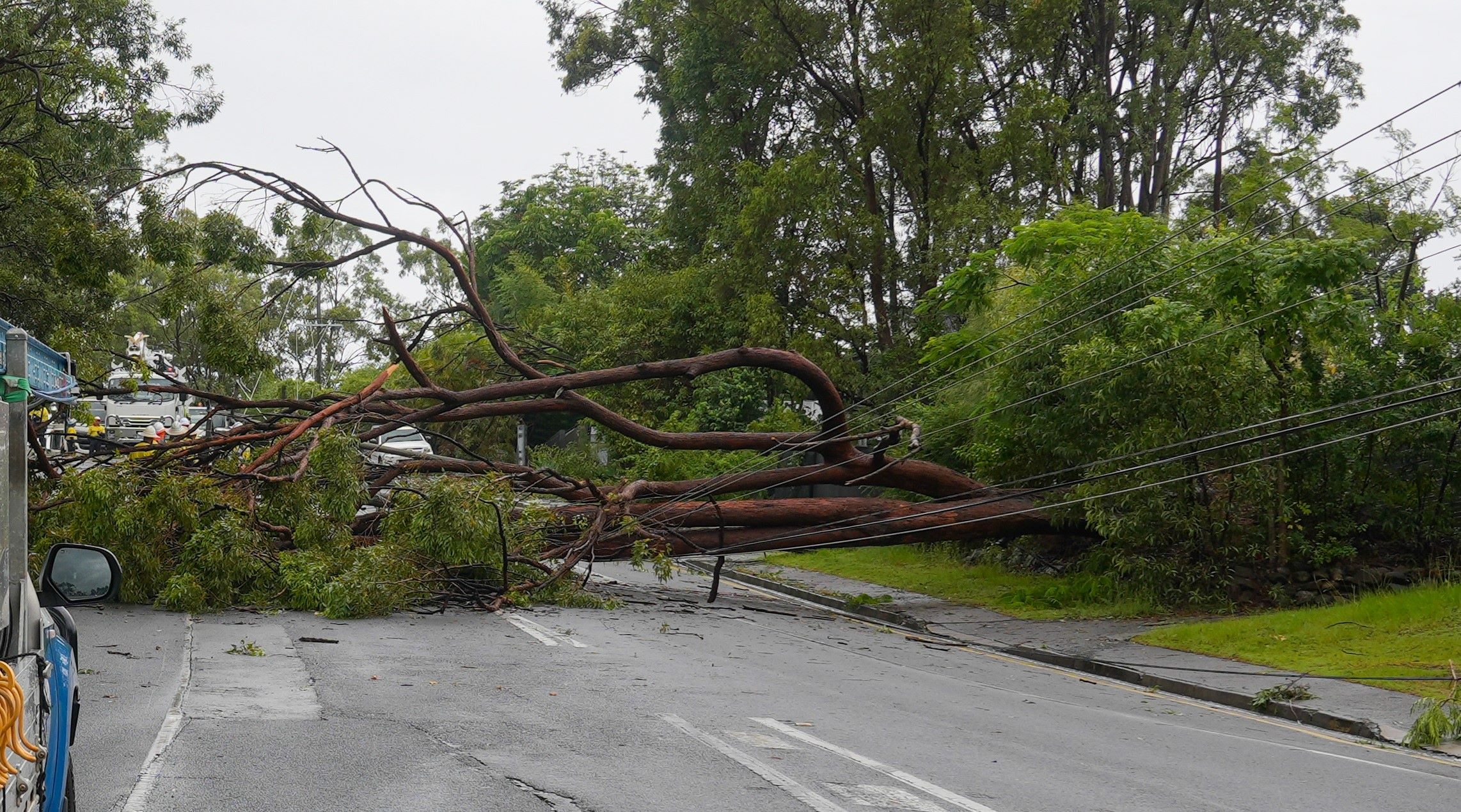 Fallen tree on a road across powerlines