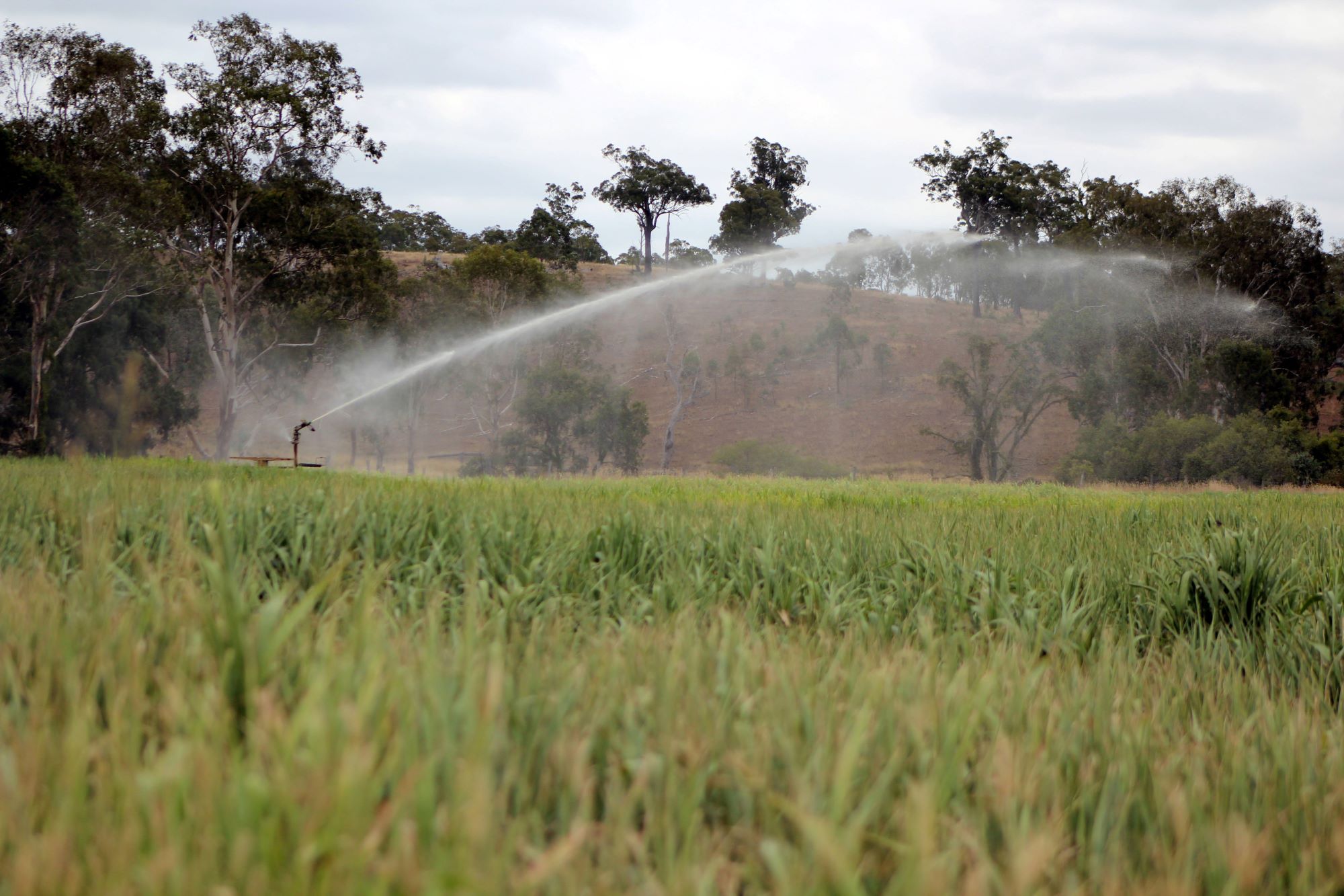 Irrigation over a crop field