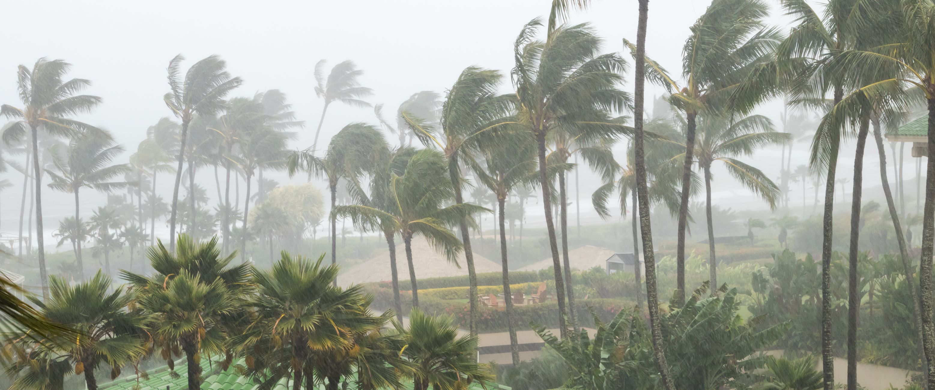 Palm trees being blown around in a storm