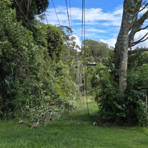 Fallen powerlines at Tamborine Mountain in rainforest